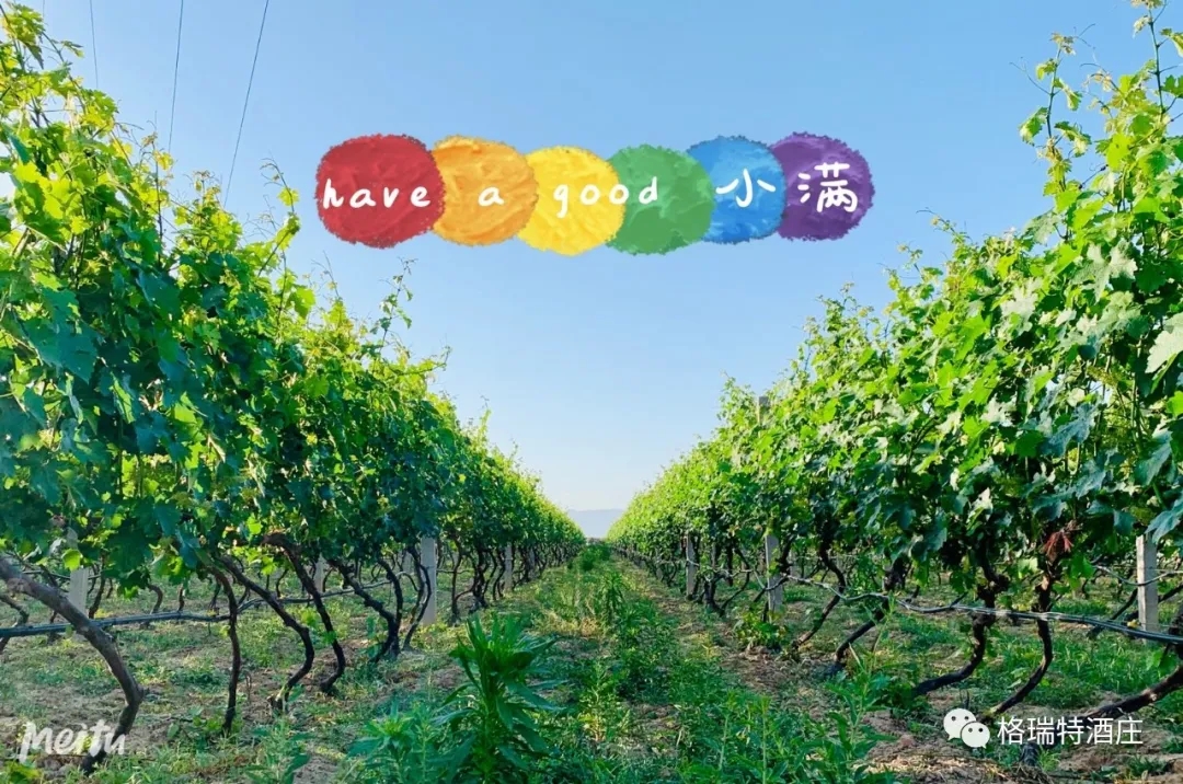 記錄小滿時(shí)節(jié)的酒莊、怎一美字了得！